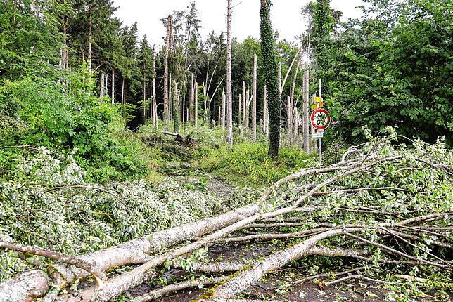 Bild 2: Umgestürzte Bäume sorgen für viel Arbeit für alle: Die Bilder nach dem Unwetter aus Radolfzell