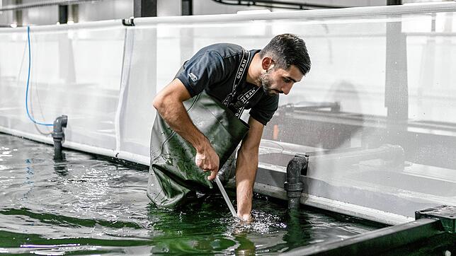2023 konnten während mehrerer Monate keine Shrimps aus der Rheinfelder Zucht gekauft werden.