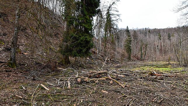 Es gibt viel zu tun im Forst. Doch steile Hänge, enge Zufahrten und feuchte Böden erschweren die Arbeit. Bild: Schön