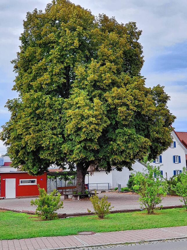 Der Lindenbaum bem Bouleplatz in der Ortsmitte von Wutöschingen lädt zum Verweilen unter seiner mächtige Krone ein.