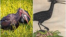 Der Waldrapp hat eine lange und reiche Historie. Links ein Waldrapp aus der Überlinger Zucht, rechts eine Abbildung von Conrad Gessner ...