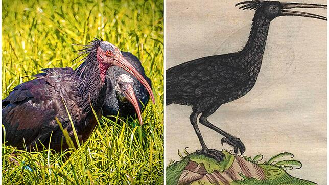 Der Waldrapp hat eine lange und reiche Historie. Links ein Waldrapp aus der Überlinger Zucht, rechts eine Abbildung von Conrad Gessner ...