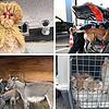 Huhn Erna (oben links) ist in der Schweiz wiederentdeckt worden. Doch das ist nicht die einzige tierische Geschichte, die sich im ...