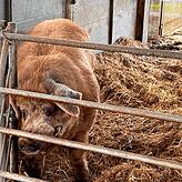 Blick in den Schweinestall. Auch Ferkel gibt es immer wieder zu sehen.