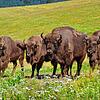 Die Gersbacher Wisent-Herde während ihrer guten Zeiten.
