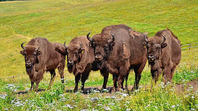 Die Gersbacher Wisent-Herde während ihrer guten Zeiten.