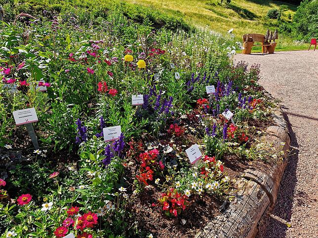 Farbenfroh: Unzählige bunte Blüten sind bei der Gartenschau zu sehen.