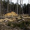 Auch im Seewald müssen Fichten massenhaft gefällt werden. Es fehlt aber die Kapazität, um die Stämme schnell aus dem Wald zu holen, zu ...