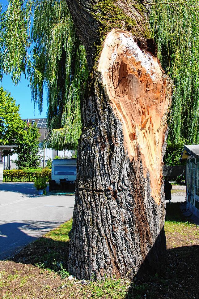 An der Weide auf dem Campingplatz ist ein großer Ast abgebrochen – die Spuren sind im Nachhinein gut zu sehen.