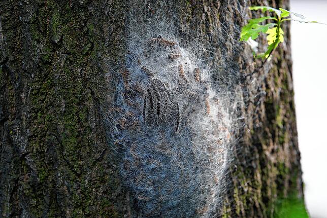 Eichenprozessionsspinner-Befall an einem Baum.