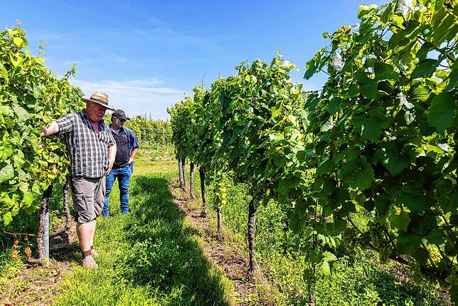 Jürgen Gugelmeier (l), Vorstandsvorsitzender der Winzergenossenschaft Winzerkeller Auggener Schäf, und Andreas Philipp, Kellermeister ...