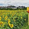 Steißlingen bietet schöne Ansichten, besonders wenn der Kunst- und Kulturkreis seine Freiluftausstellung am Oberen Weg macht.