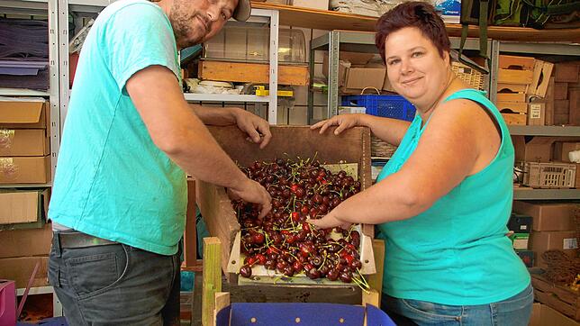 Thomas und Tanja Meyer sortieren die geernteten Früchte aus.
