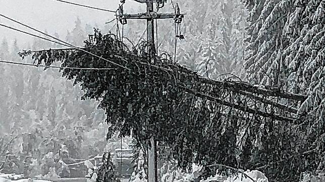 Zu Schneebruch (abgebrochene Äste oder Bäume durch Schneelasten) kam es an vielen Orten in den Landkreisen Waldshut und Lörrach. Damit ...