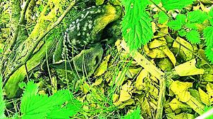 Nur aus der Nähe mit aufmerksamem Blick zu finden: Ein von der Mutter abgelegtes Rehkitz, das sich in diesem Fall mit dem Kitzfiep ...