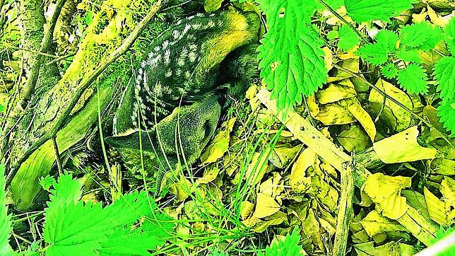 Nur aus der Nähe mit aufmerksamem Blick zu finden: Ein von der Mutter abgelegtes Rehkitz, das sich in diesem Fall mit dem Kitzfiep ...