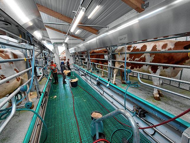 Blick in den modernen, hell gestalteten Melkstand des neuen Kuhstalls.