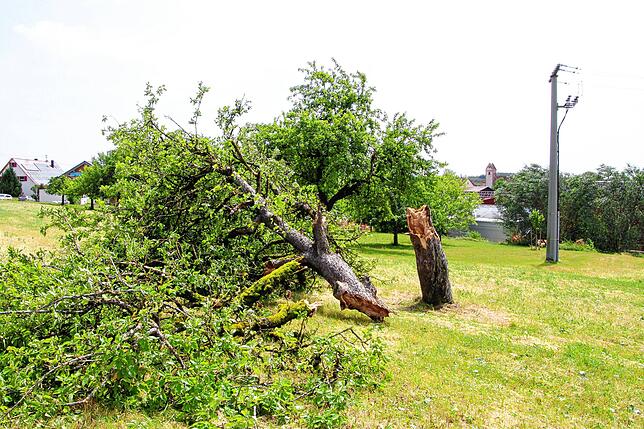 Auf halber Höhe gefällt wurde am Mittwoch dieser Baum auf einer Wiese im Sauldorfer Ortsteil Boll – nahe dem Haus, dessen Dach ...