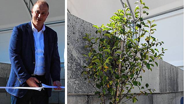Diesen Apfelbaum der Stadt Hüfingen hat Bürgermeister Michael Kollmeier zur Eröffnung des Wertstoffhofes Plus überreicht &ndash; gedacht ...