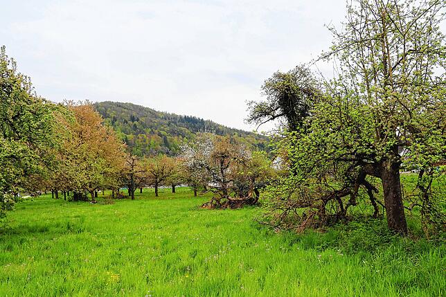 Bild 7: Streit um das Freiwiesle: So sieht die Streuobstwiese aktuell aus