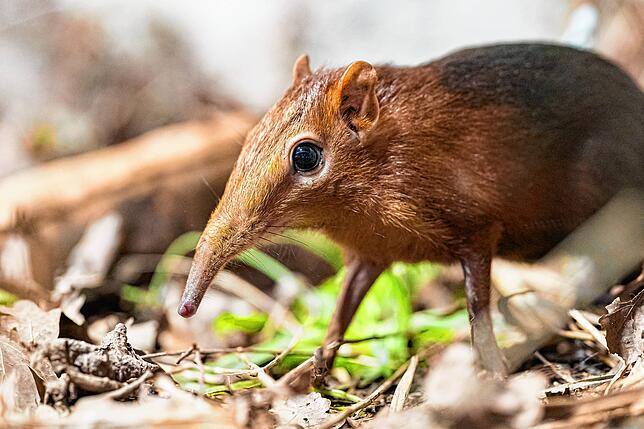 Bild 3: Kurioser Neuzugang: Täglich grüßt das Rüsselhündchen im Basler Zoo