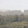 Die Fichten im Schwörstadter Wald sind stark vom Borkenkäfer beschädigt. Das Käferholz muss schnell aus dem Wald.