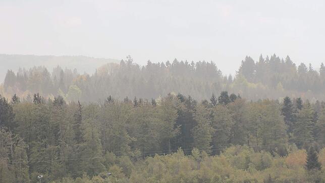 Die Fichten im Schwörstadter Wald sind stark vom Borkenkäfer beschädigt. Das Käferholz muss schnell aus dem Wald.