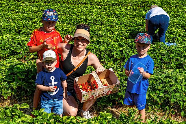 Bild 19: Sommerzeit ist Erdbeerzeit