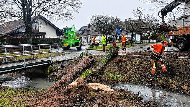 Mit kräftigen Maschinen wurde die Erle in Herten  zerlegt. Bild: Martin Koschmieder