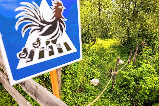 Hühnerbesitzer W. Rombach hat sich eigens Schilder für einen „Hühner-Zebrastreifen“ anfertigen lassen, damit seine Hühner möglichst ...