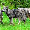 Der Wolf ist wieder heimisch in Baden-Württemberg. Wir sammeln für Sie alle wichtigen Entwicklungen rund um das Raubtier.