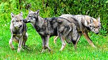 Der Wolf ist wieder heimisch in Baden-Württemberg. Wir sammeln für Sie alle wichtigen Entwicklungen rund um das Raubtier.
