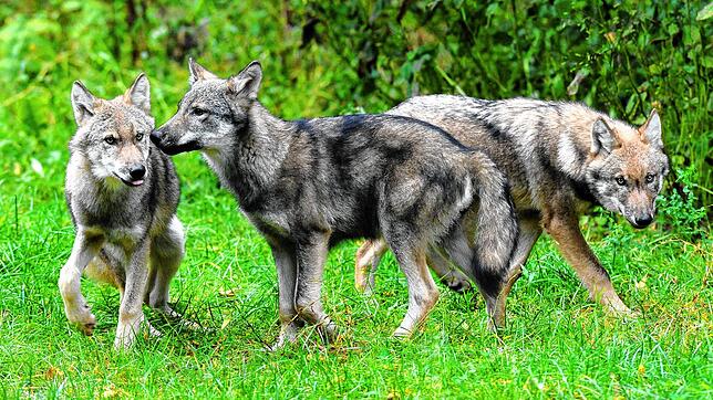 Der Wolf ist wieder heimisch in Baden-Württemberg. Wir sammeln für Sie alle wichtigen Entwicklungen rund um das Raubtier.