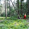 Ein Baum wird umgesägt: Im Stadtwald sollen künftig mehr alte Bäume gefällt werden, um die Verjüngung des Wald zu beschleunigen. Durch ...