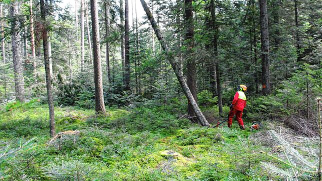 Ein Baum wird umgesägt: Im Stadtwald sollen künftig mehr alte Bäume gefällt werden, um die Verjüngung des Wald zu beschleunigen. Durch ...