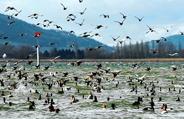 Zahlreiche Wasservögel auf dem Bodensee. Ab dem Herbst sind unter anderem in Radolfzell viele Enten zu finden.