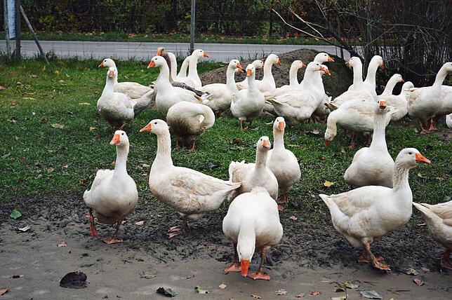 Die Gänse genießen ihren täglichen Auslauf auf der großen Wiese.