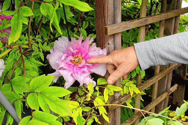 Die großen Blüten der Japanischen Pfingstrose sind ein Blickfang.