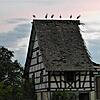 Störche nehmen Abschied vom Reichle-Areal.
