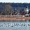 Wasservögel auf dem See vor Markelfingen. Das Regierungspräsidium plant eine Naturschutzgebietsausweitung im Markelfinger Winkel und ...