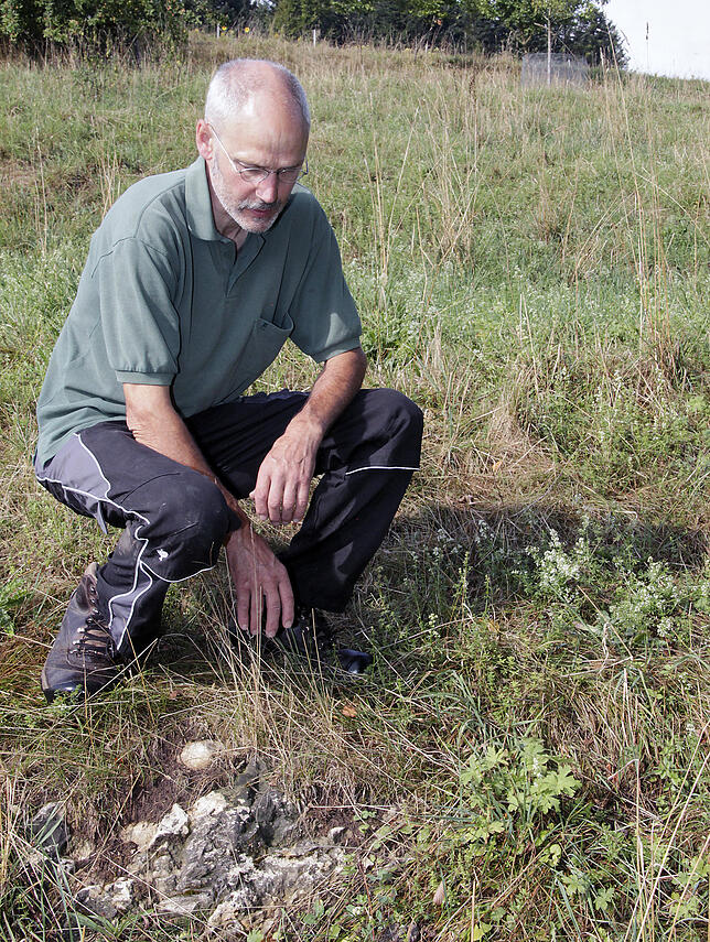 Felsbrocken in der Erde: Die schwer mit Maschinen zu bewirtschaftenden Flächen am Hang sind für viele Landwirte unattraktiv, nicht so ...