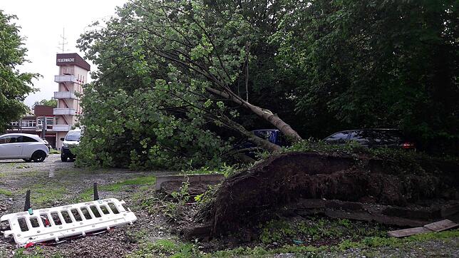 Umgestürzter Baum in der Schlachthausstraße bei der Feuerwehr.
