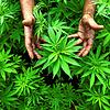 Cannabis-Pflanzen, aus denen auch Marihuana hergestellt wird, sind in einer Plantage zu sehen. Hierbei handelt es sich um ein ...