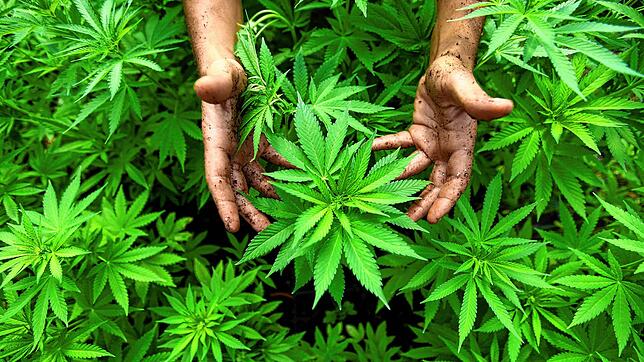 Cannabis-Pflanzen, aus denen auch Marihuana hergestellt wird, sind in einer Plantage zu sehen. Hierbei handelt es sich um ein ...