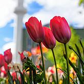 Im Frühling zeigen die Blumen ihre volle Pracht – wie in der Reichenaustraße.