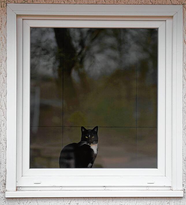 Eine Katze schaut aus dem Fenster eines Hauses. Vielleicht wäre sie gerade lieber draußen – so geht es in Walldorf gerade vielen ...