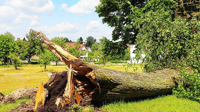 Der Hofgarten in Meßkirch ist wegen akuter Lebensgefahr gesperrt.