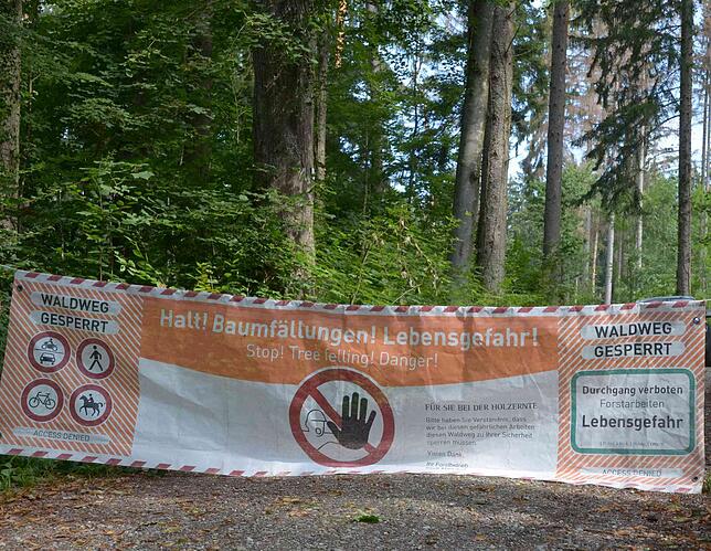 Derzeit fällen die Forstmitarbeiter unter Hochdruck kranke Bäume. Ihre sonstigen Pflegearbeiten müssen deshalb ruhen.