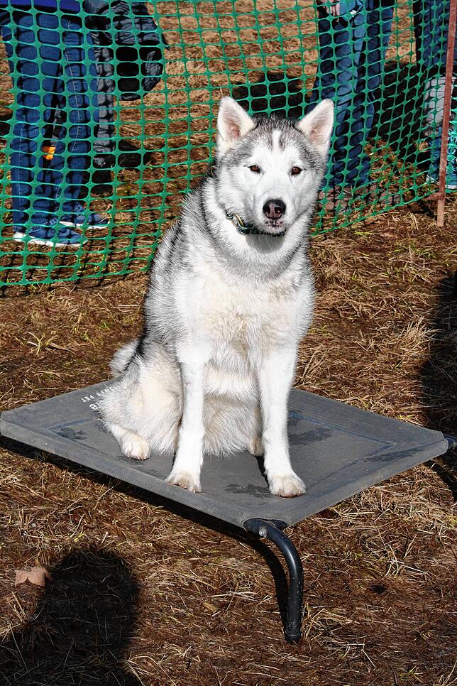 Dieser Schlittenhund genießt die warmen Sonnenstrahlen und beobachtet das Geschehen im Waldhaus Husky-Camp