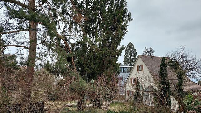 (Archivbild) Diese beiden großen Bäume, eine Kiefer und eine Fichte, stehen noch auf dem Grundstück am Renkenweg 3. Die Anwohner ...